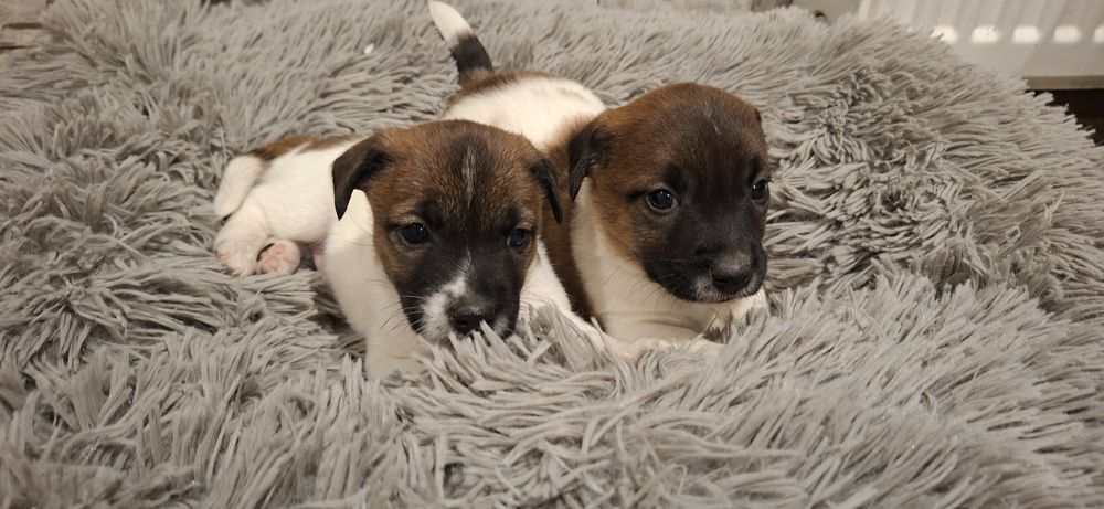 Szczenię jack Russell terrier z metryką