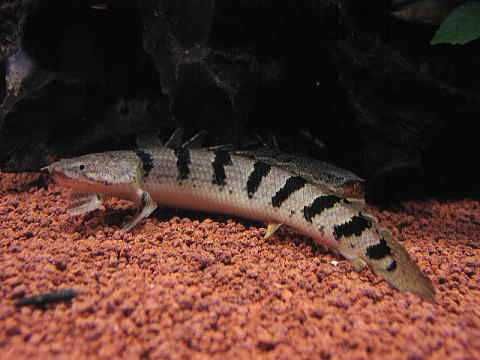 Wielopłetwiec pancerny - Polypterus delhezi