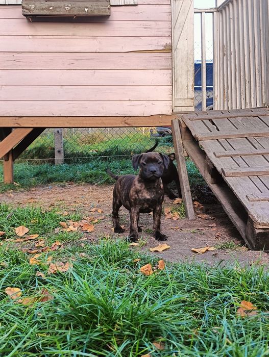 Staffordshire Bull Terrier staffik szczeniak szczenię pies ZKwP FCI