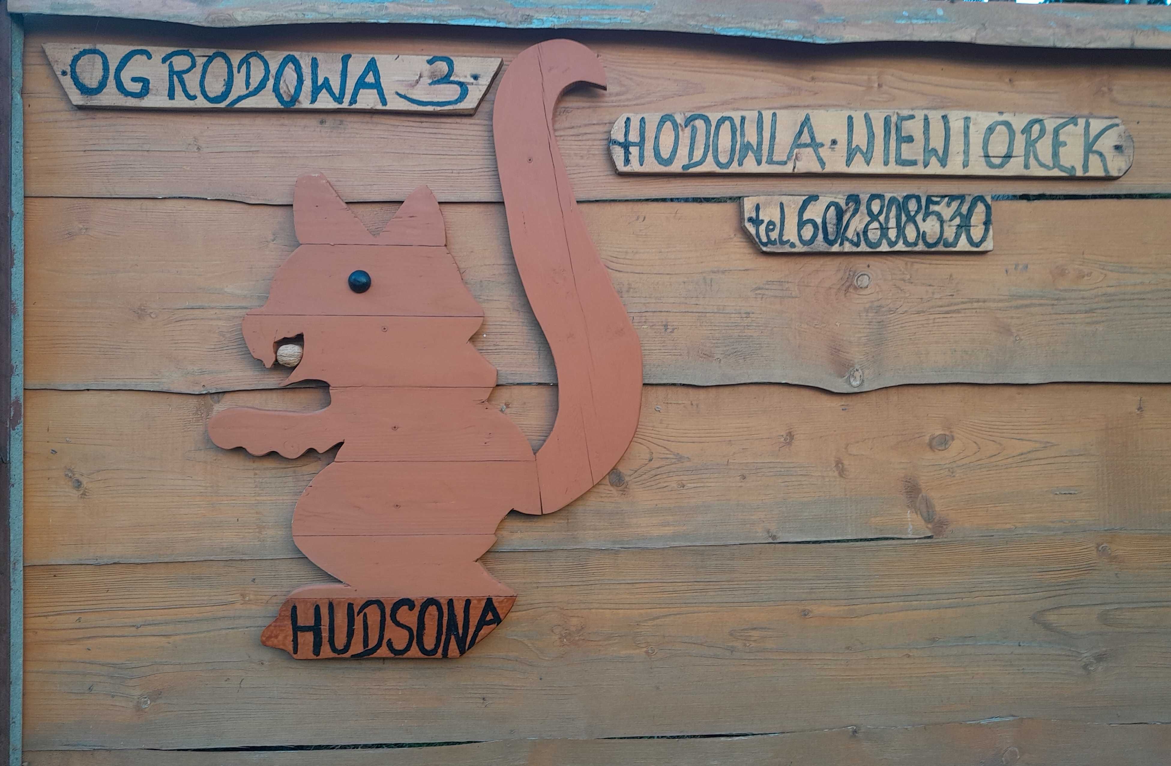 Hodowla wiewiórek Hudsona