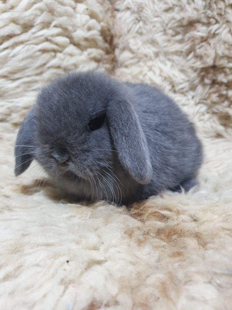 Króliki karzełki Mini Lop