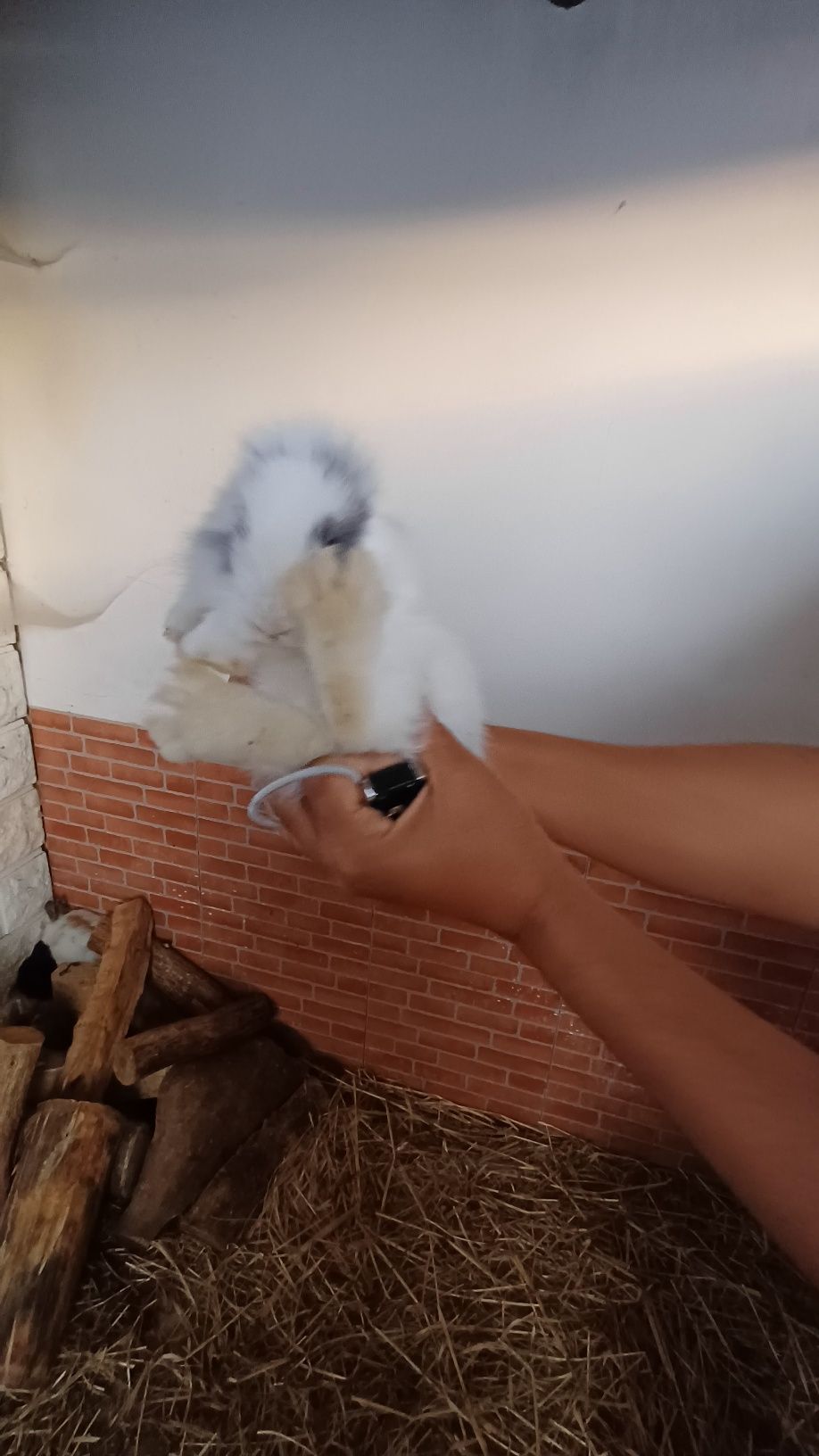 Animais de estimação