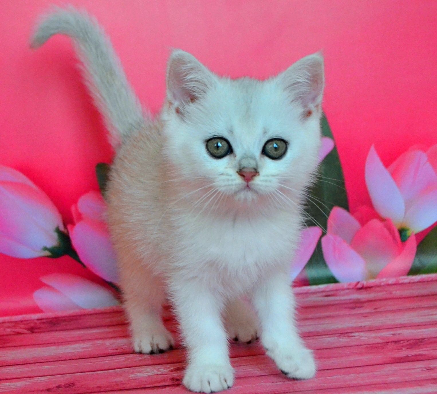 Котята серебристая шиншилла