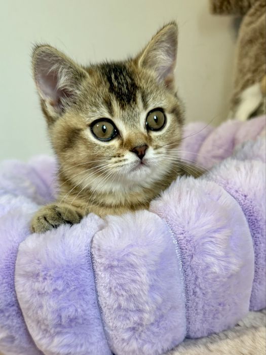 Kotka brytyjska czarny złoty ticked