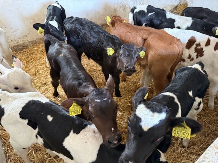 Sprzedam cielaki byczki