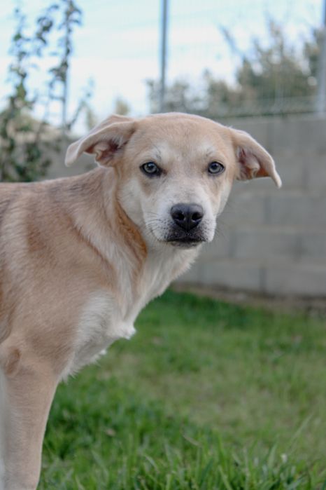 Cachorrinha com 4 meses