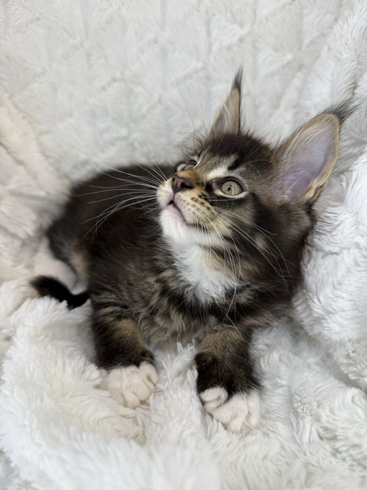 Kotka Maine Coon Felis/FiFe