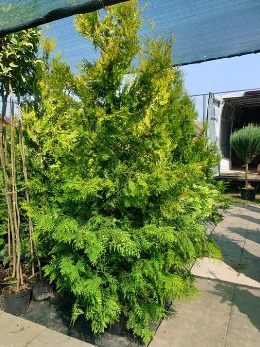 Tuja BRABANT 140-150 cm PROMOCJA ładne, grube