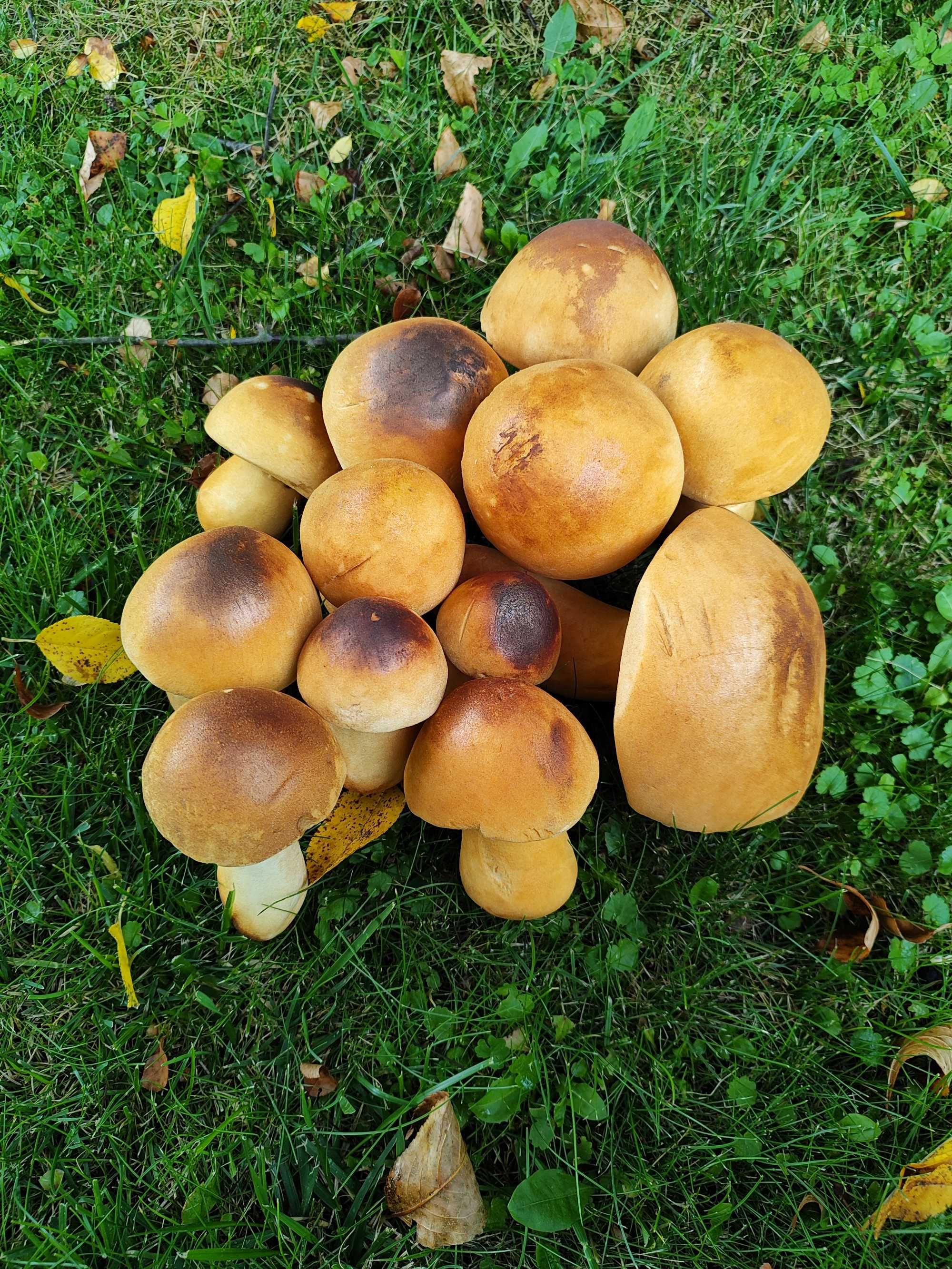 Grzyby ozdobne  do ogrodu jak żywe :)