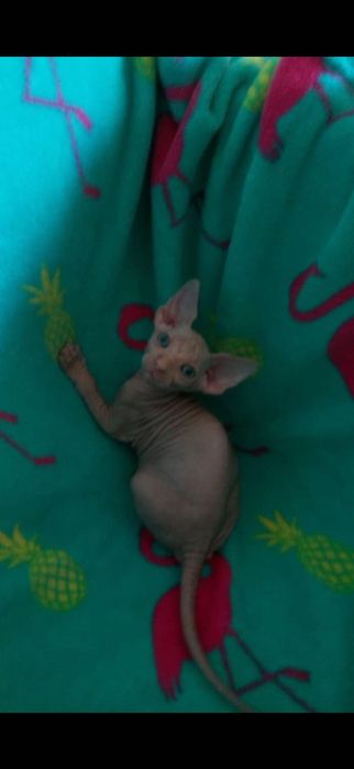 Przepiękny Złoty Kocurek Sfinks - Legalna Hodowla - Zapraszamy :)