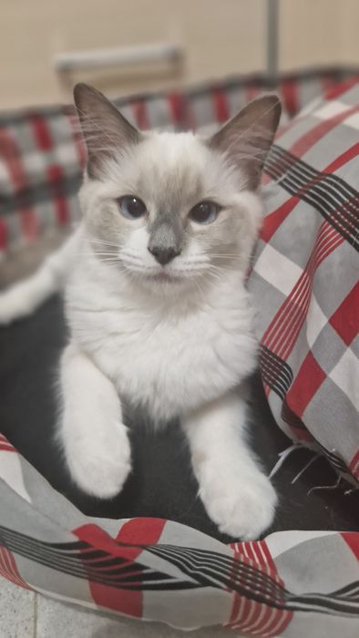 Śliczna kotka ragdoll