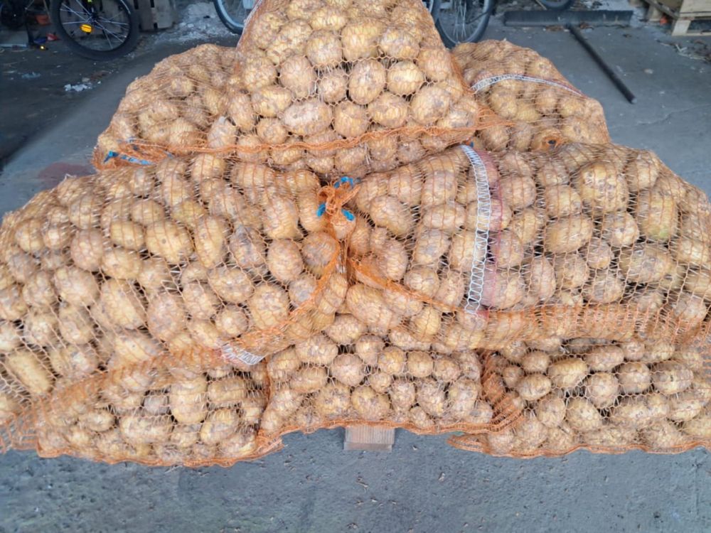 Młode ziemniaki z własnej uprawy 20 zl /15kg