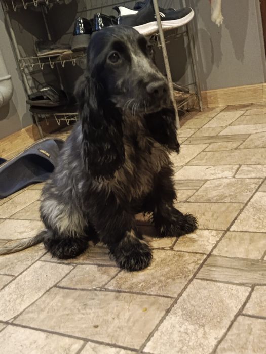 Piesek Cocker Spaniel