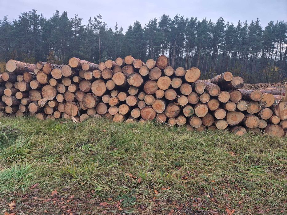 Sosna kłoda dłużyca tartaczne  S2b