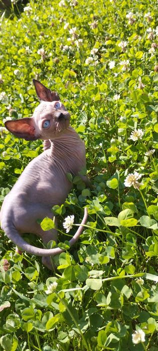 Продається канадський сфінкс