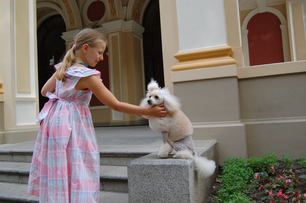 Пудель Аprikot color ВЯЗКA!! Договорная!!Стандарт FCI титулованный