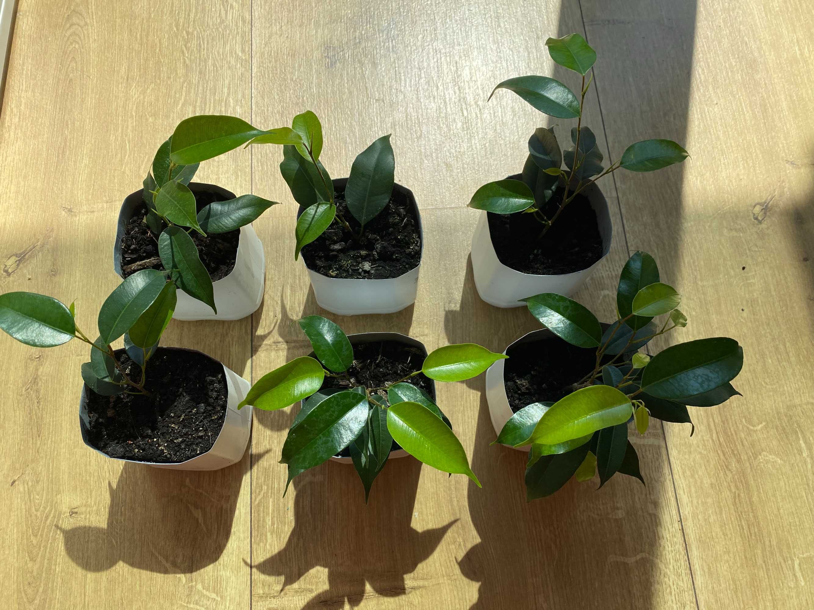 Fikus (Ficus) Benjamina — Daniel. Zestaw - 6 szt