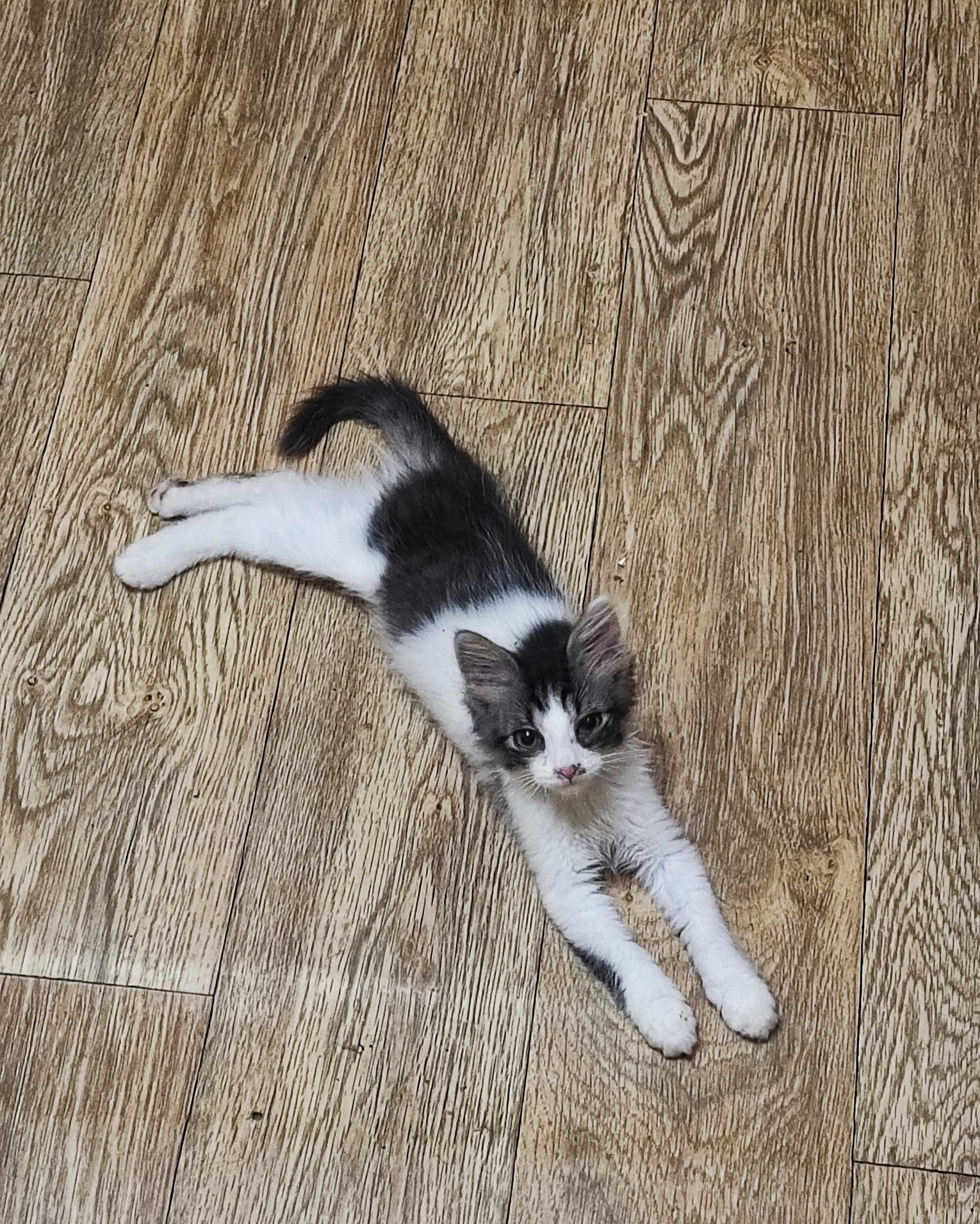 Котики безкоштовно
