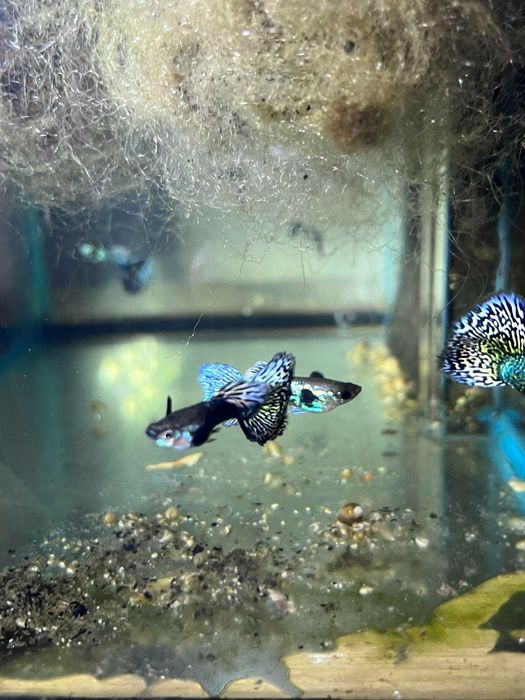 Gupik Metal King Cobra - Poecilia reticulata Metal King Cobra