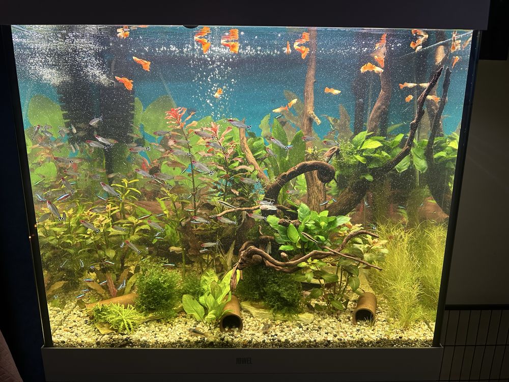 Akwarium juwell  Lido 200l zestaw biale