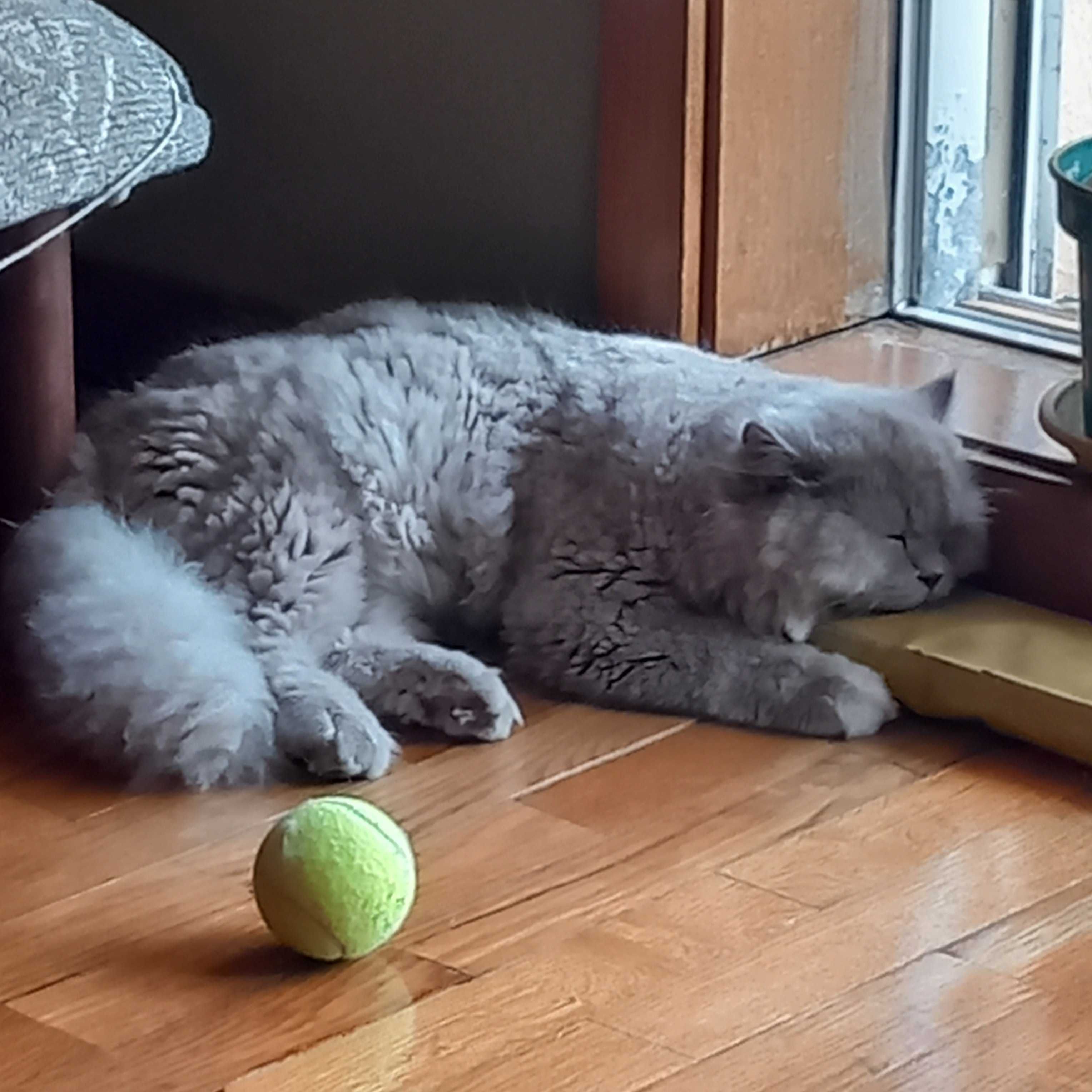 Um gato perfeito