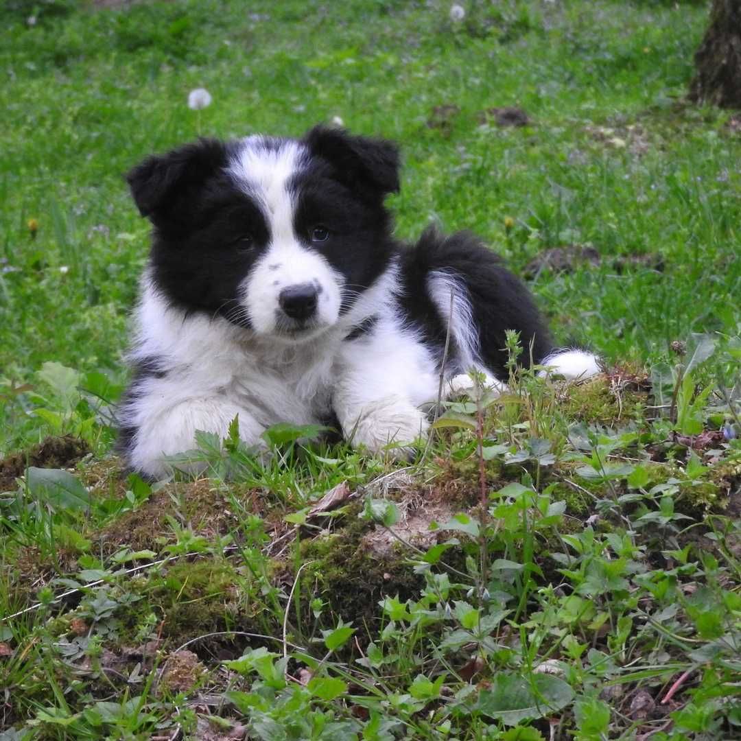 Szczeniak border collie Didi z Uroczyska ZKwP/FCI, suczka black&white