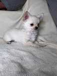 Suczka Chihuahua