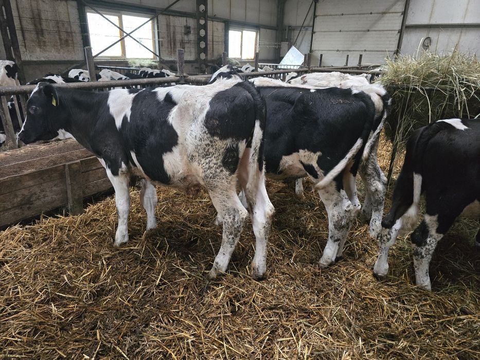 Sprzedam byczki opasy