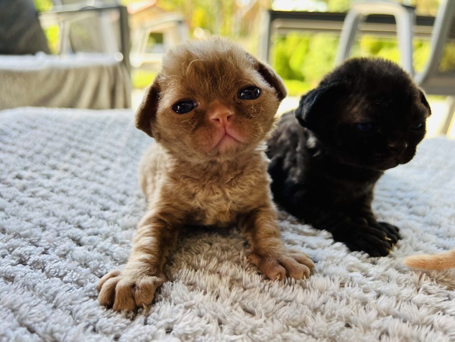 Carmen King Line - cynamonowe cudo