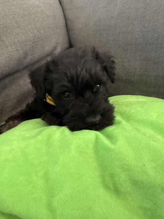 Sznaucer miniaturowy- PIES CZARNY