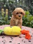 Maltipoo piękny piesek
