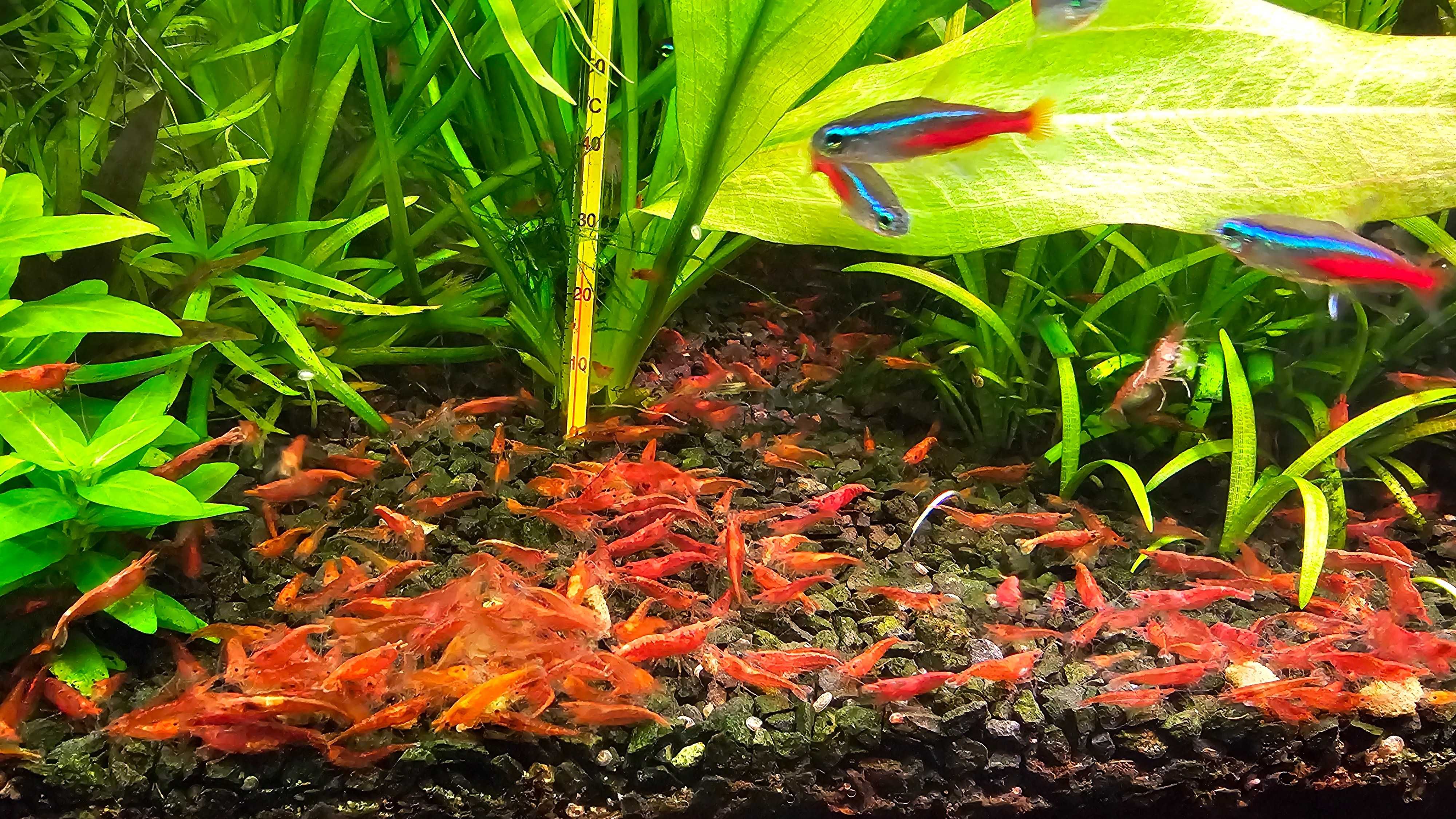 Krewetki Red Cherry