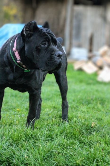 Pręgowana sunia cane corso FCI/zkwp