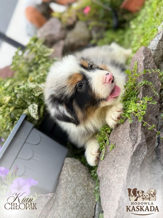 Piesek Border Collie o unikatowym umaszczeniu