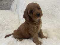 Cockapoo szczeniaki suczka