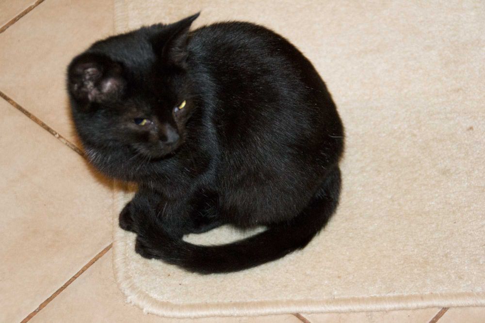 Urocza czarna kotka do adopcji