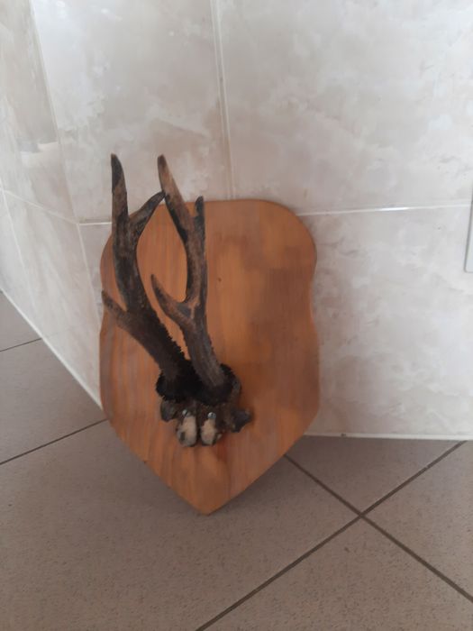 Pomoże jelenia wieszak do powieszenia
