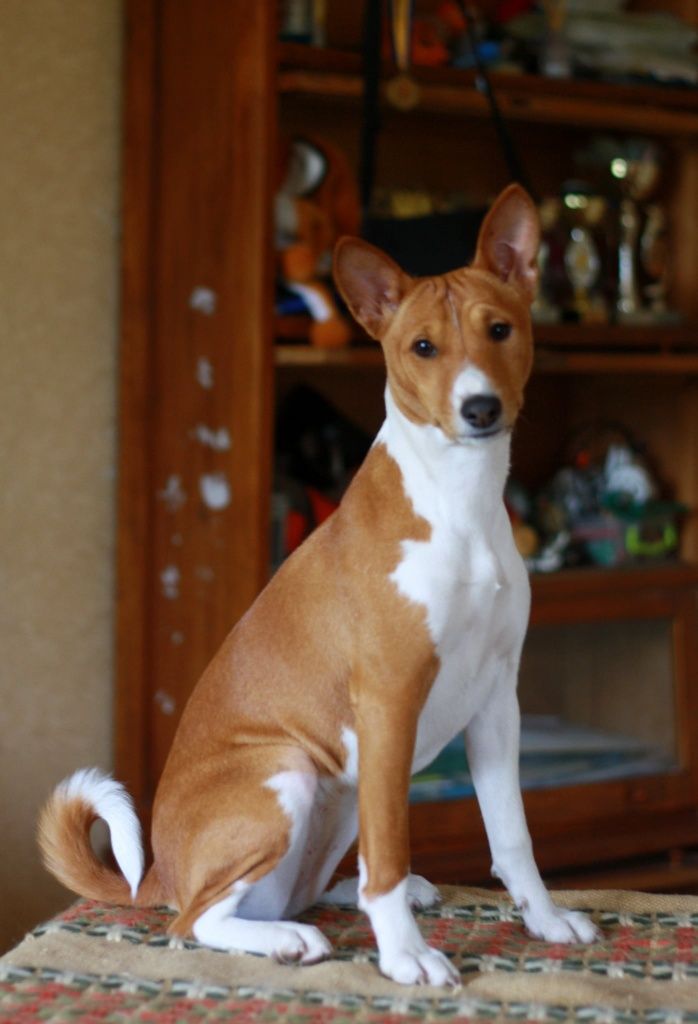 Неперевершена красуня, басенджи Basenji,  Класна дівчинка! КСУ
