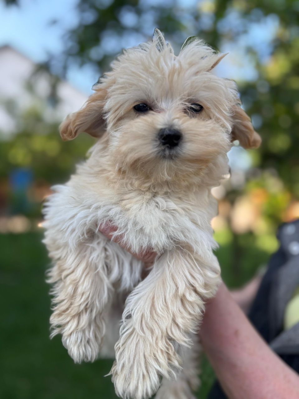 Suczka Maltipoo 12 tygodni, ojciec Fci