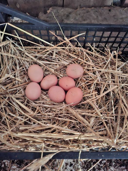 Ovos caseiros galinhas soltas