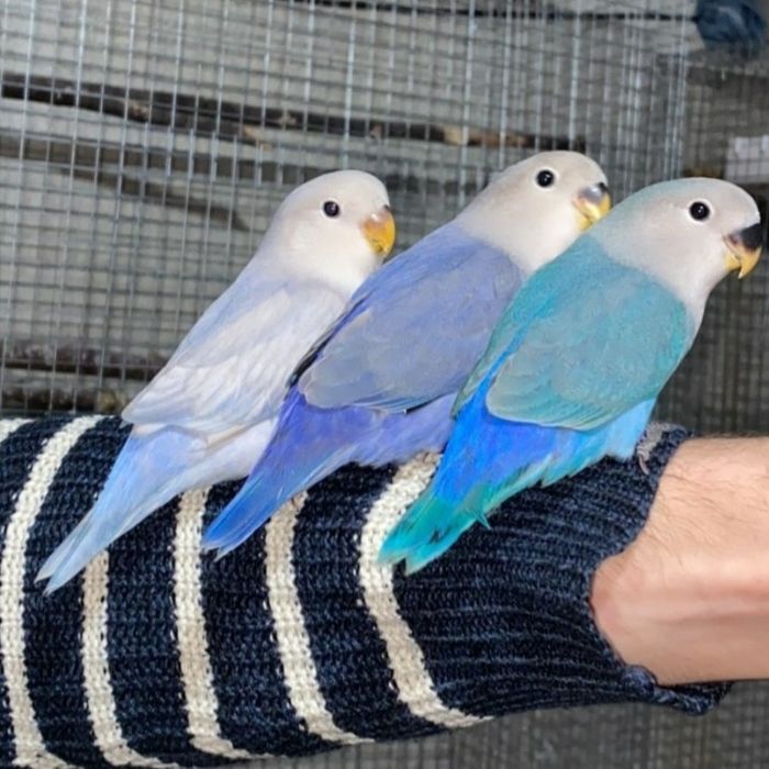 Agapornis Domesticados