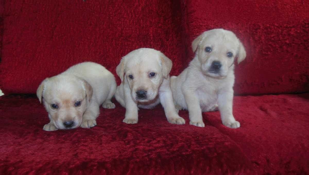 Labrador Retriever szczenię