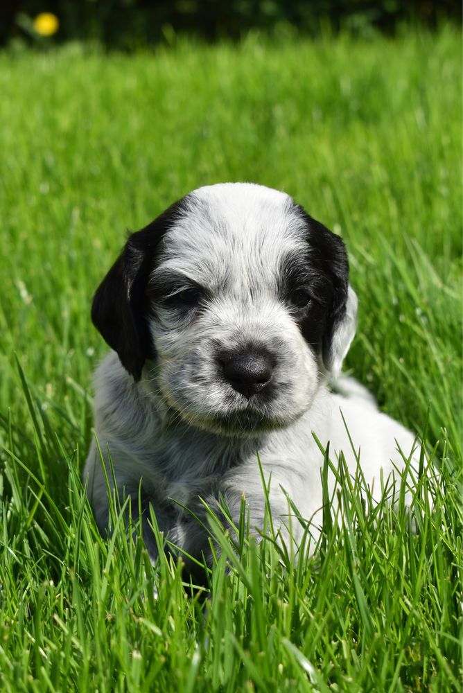 Niebieski spaniel pikardyjski FCl (wyżeł,płochacz)