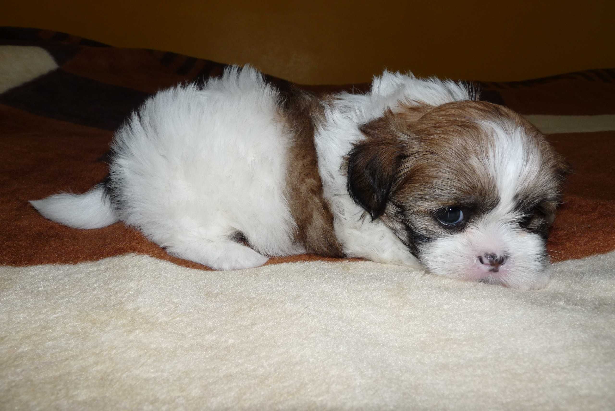 Shih Tzu, suczka Wega do odbioru od 15 sierpnia.