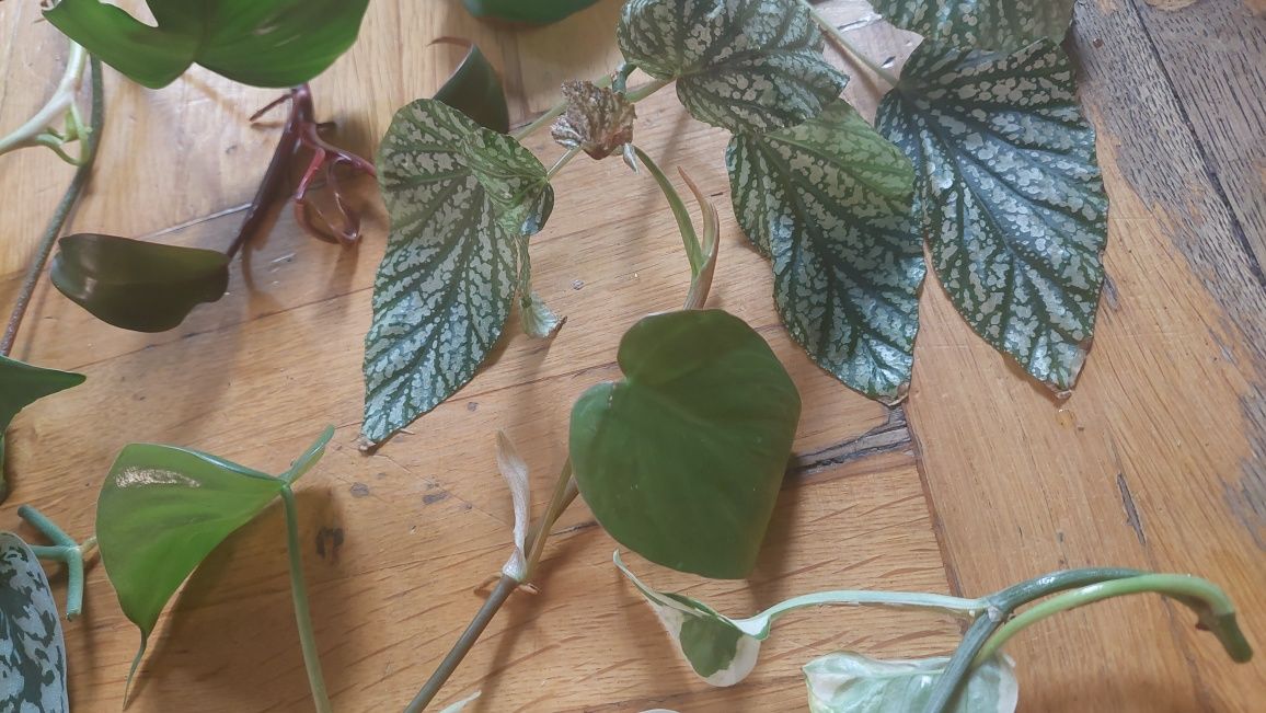 Zestaw roślin, begonia, philodendron, epipremnum
