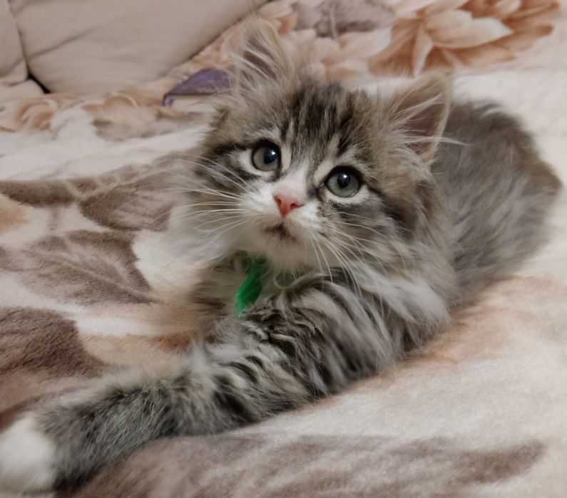 Кошенятко в добрі руки