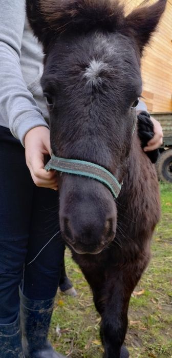 Sprzedam Klaczka kucyka