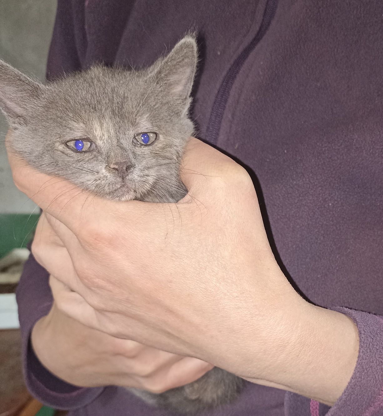 Котенок от британской кошки
