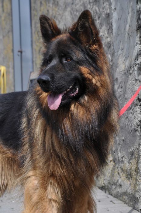 owczarek niemiecki pies FCI