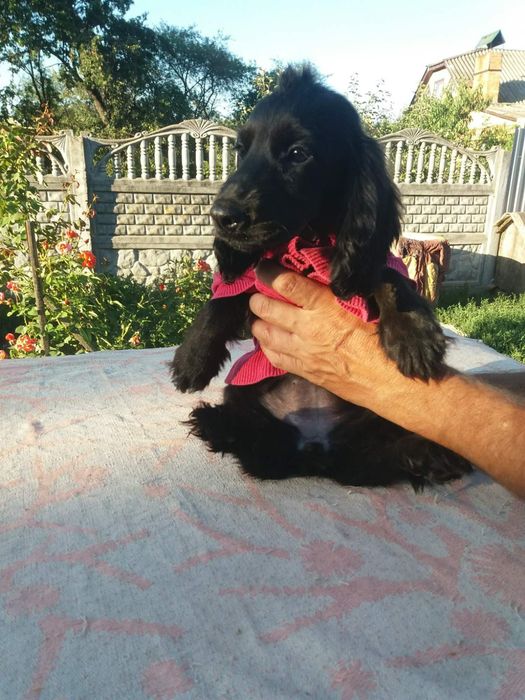 Підрощений кокер спаніель хлопчик